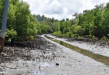 Eastern Samar Town To Develop Mangrove Forest Into Ecotourism Site